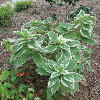 Mariesii Variegata Bigleaf Hydrangea